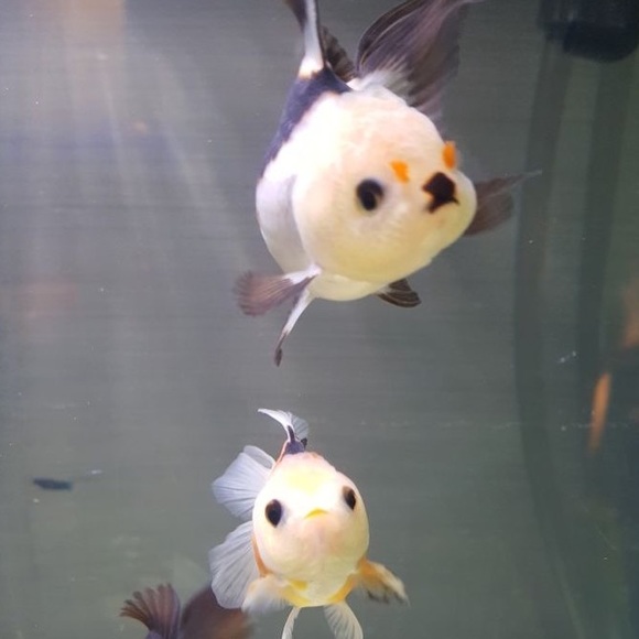 goldf12sh